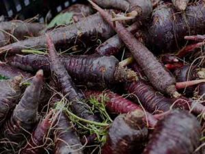 Roots and tubers seasonality