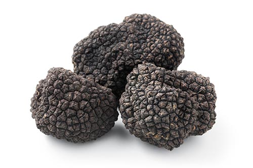 Black truffle season
