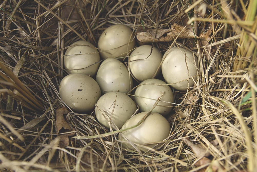 Introduction to Pheasant Eggs | Pheasant Egg Supplier ...