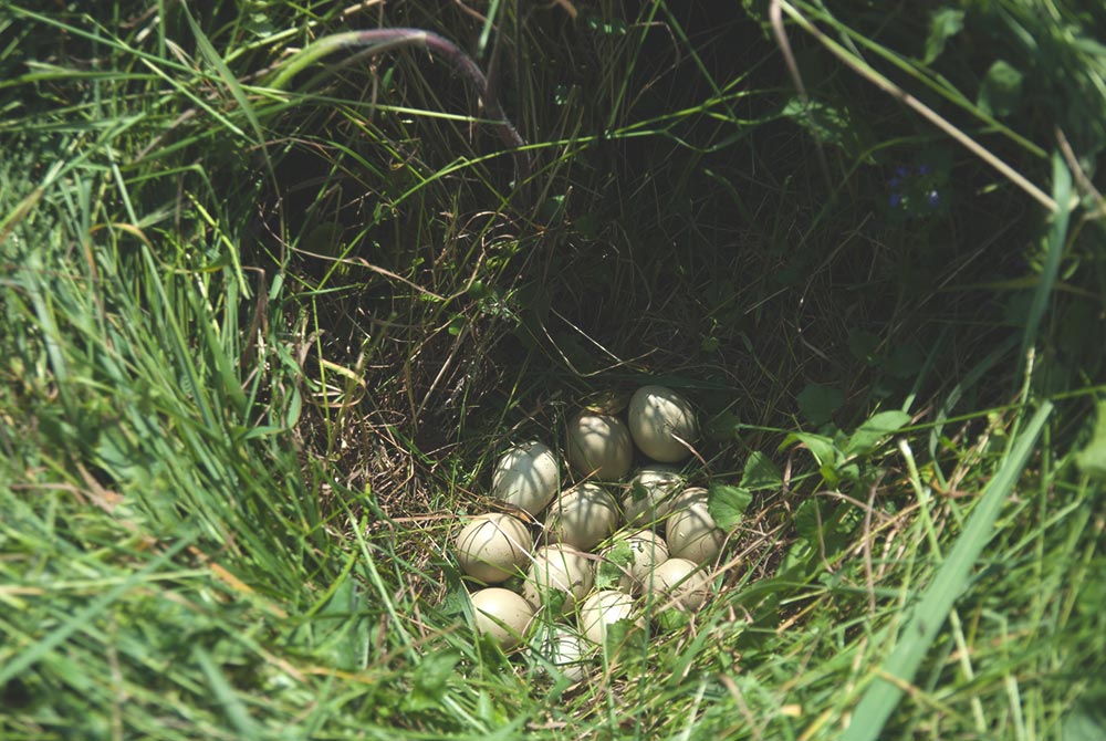 Introduction to Pheasant Eggs | Pheasant Egg Supplier ...