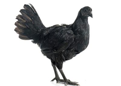 Ayam cemani chicken - Most expensive ingredients