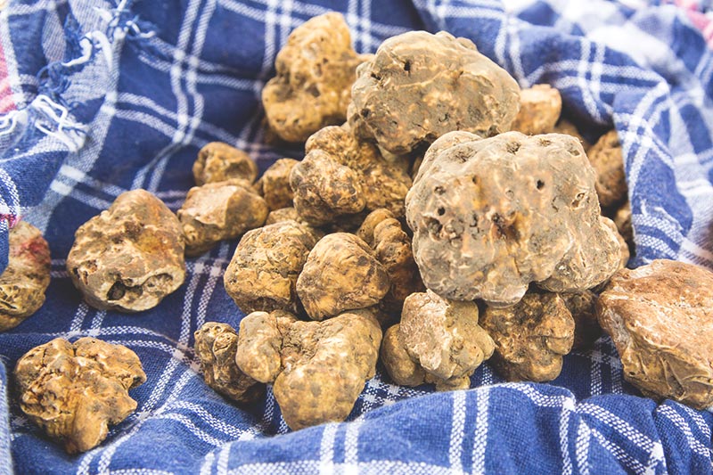 White truffles - Most expensive ingredients