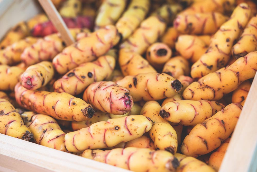 Chef's guide to oca tubers