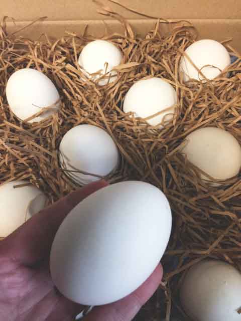 Goose eggs