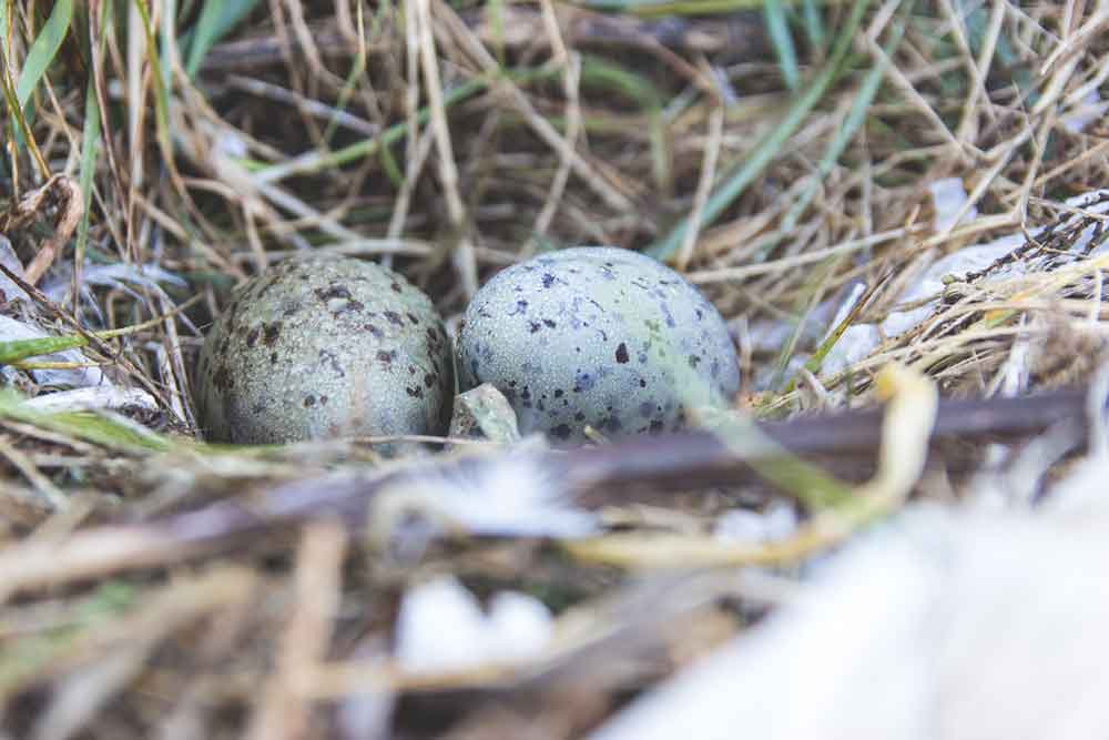 Gulls eggs