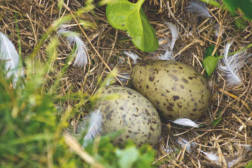 Gull's eggs