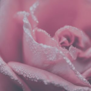 Rose flower close up